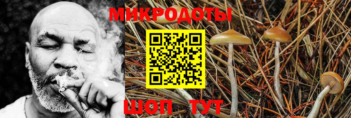 Галлюциногенные грибы Psilocybine cubensis Альметьевск
